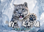 开云平台-长春雪豹全力备战，迎击巴勒斯坦狮心的简单介绍